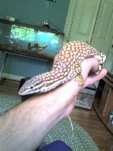 Chillie