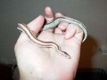 Rosy2