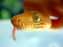 Amazon Tree Boa CBB 10-26-03