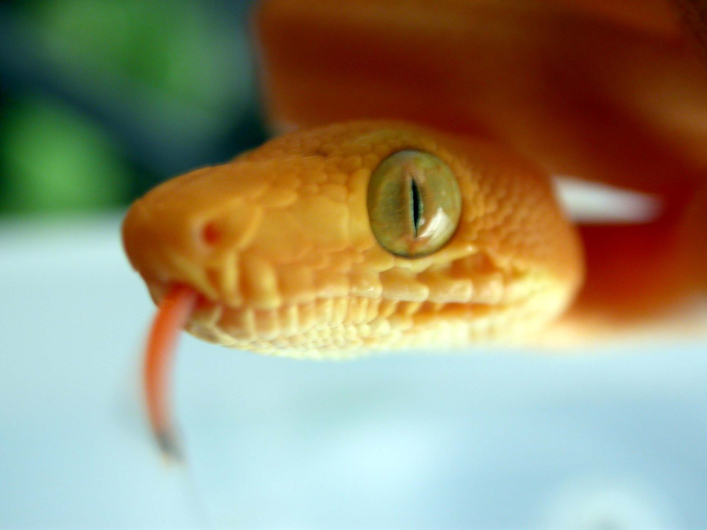 Amazon Tree Boa CBB 10-26-03