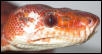Amazon Tree Boa