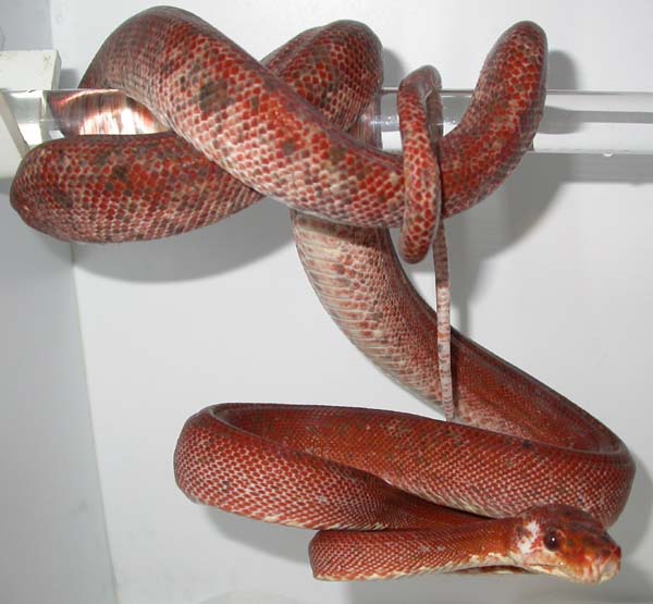 Amazon Tree Boa