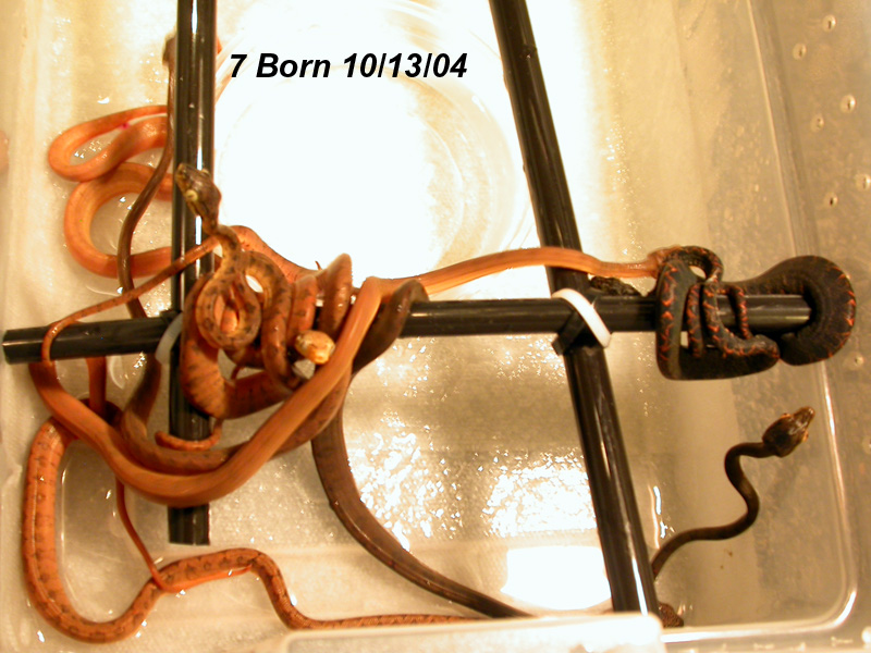 Born 10/13/04