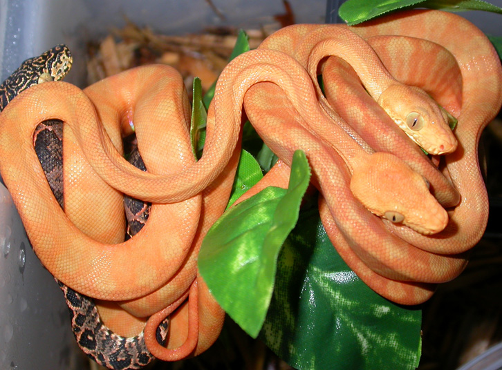 CBB 10/10/04