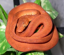 cbb 04