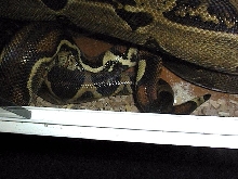 Boa constrictors breeding