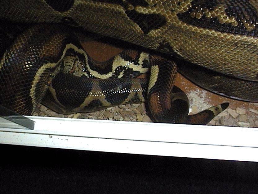 Boa constrictors breeding