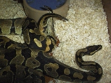 Ringers mating