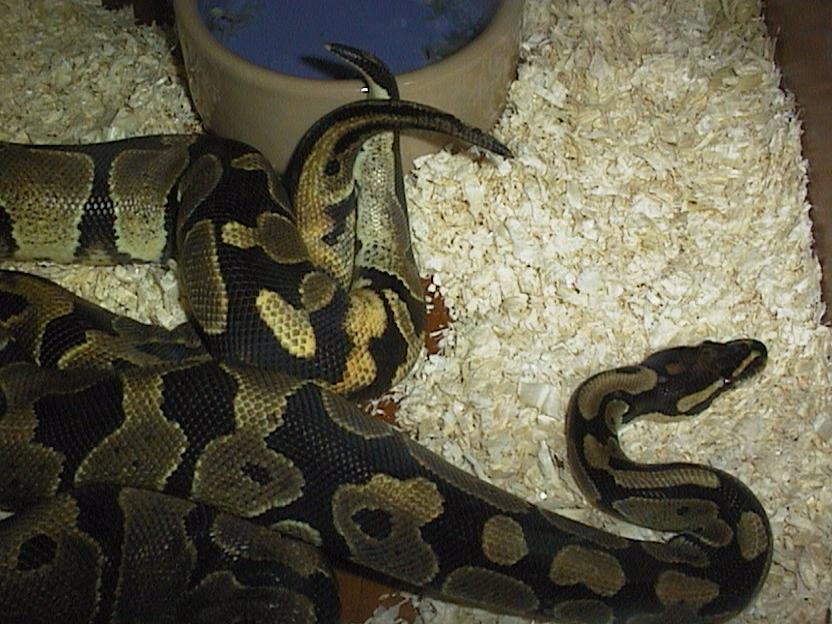 Ringers mating