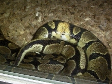 Ringer and normal ballpython