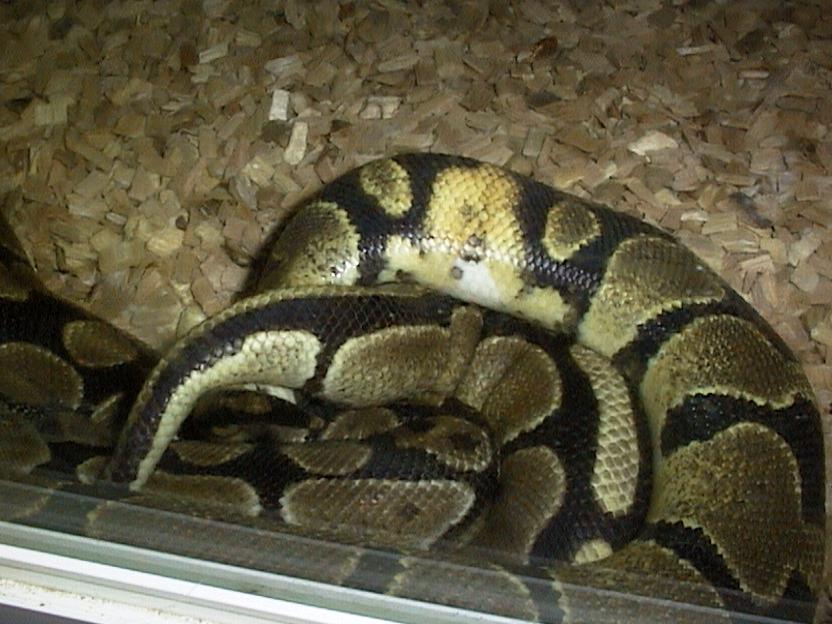 Ringer and normal ballpython