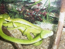 Treepythons breeding
