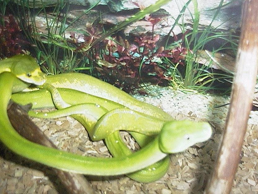 Treepythons breeding