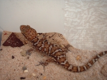 Heteronotia binoei