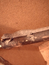Strophurus assimilis