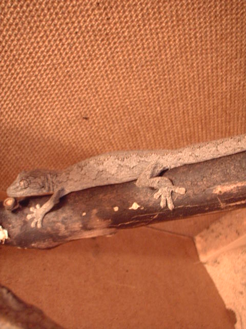 Strophurus assimilis