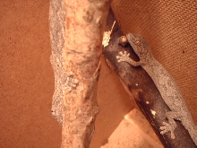 Strophurus assimilis