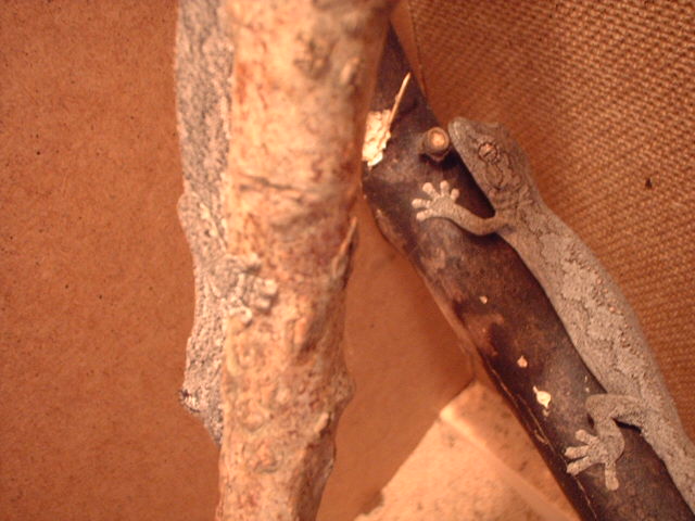 Strophurus assimilis