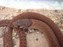 Pygopus nigriceps