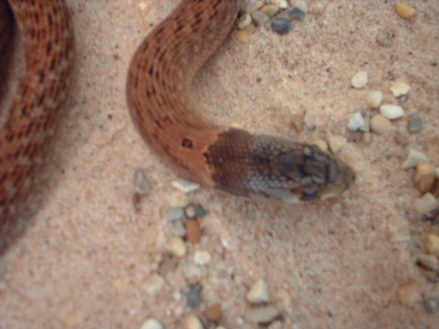 Pygopus nigriceps