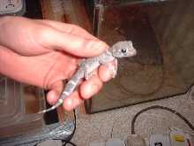 Underwoodisaurus (nephrurus) milii