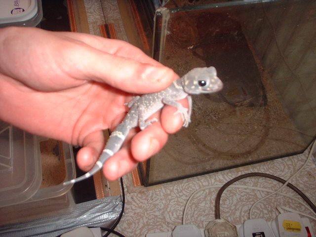 Underwoodisaurus (nephrurus) milii