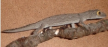 Strophurus spinigerus spinigerus