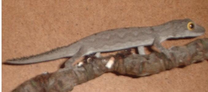 Strophurus spinigerus spinigerus