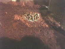 Another Webcam pic