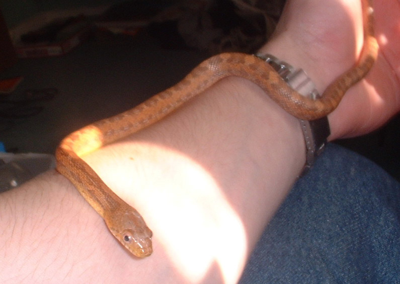 Everglade rat