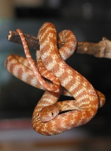 Australian Night Tiger (Brown Tree Snake)