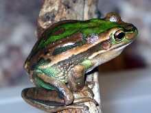 Australian Green and Golden Bell Frog