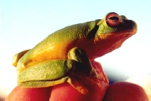 Australian Red Eye tree frog