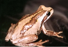 Australian SOuthern Brown Tree Frog female