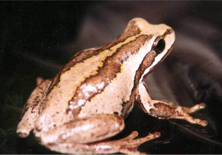 Australian SOuthern Brown Tree Frog female