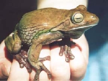 Australian White lip Tree Frog Male