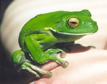 Australian White lip tree frog female
