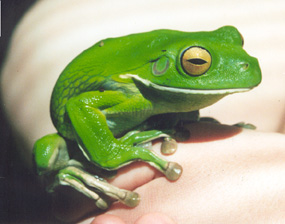 Australian White lip tree frog female
