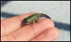 White lip tree frog metamorph - australian