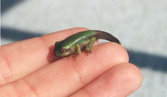 White lip tree frog metamorph - australian