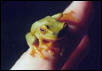 Dainty Tree Frog