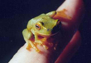 Dainty Tree Frog