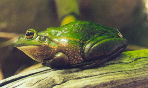 Growling Grass Frog