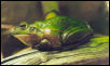Growling Grass Frog