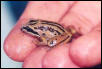 Striped Marsh Frog