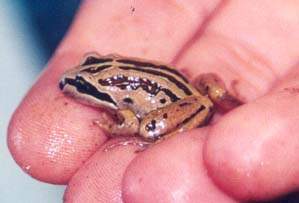 Striped Marsh Frog