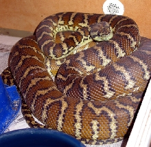 Darwin Carpet Python