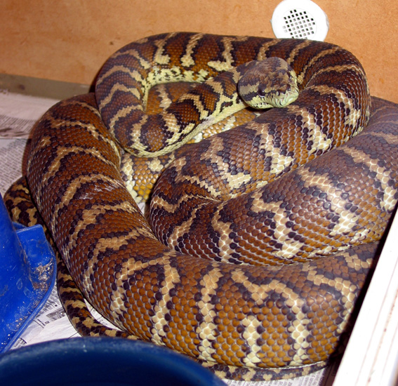 Darwin Carpet Python