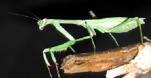Common Melbourne Mantis-female