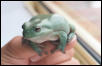 White's Tree frog